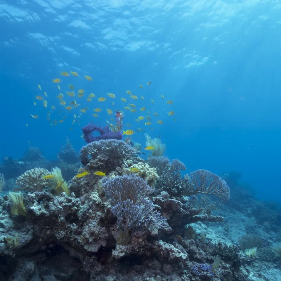Arrecife de coral del Caribe