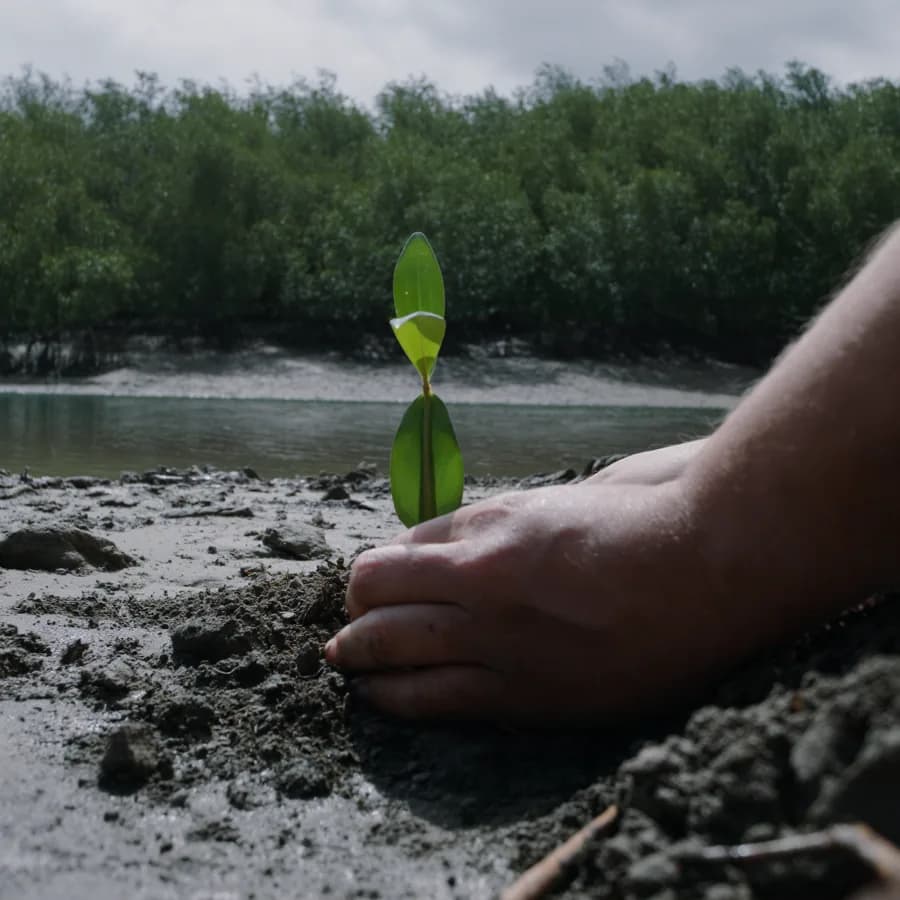 Voluntarios plantando manglares