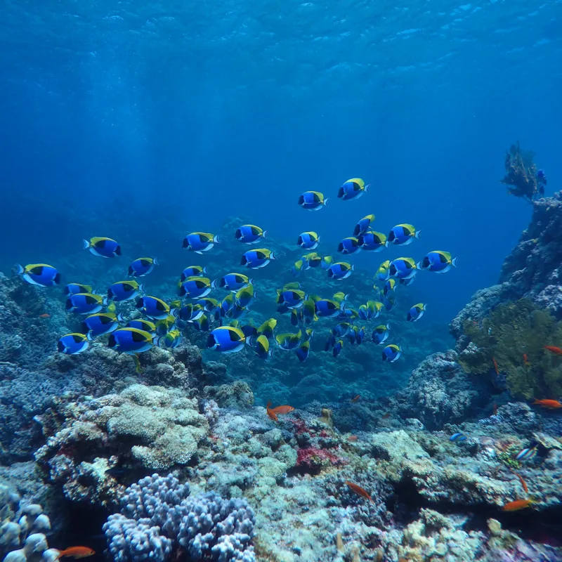 El arrecife nos necesita 🐠 #Cozumel