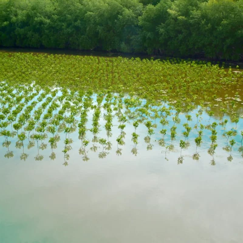 100 manglares plantados hoy en Tulum 🌿